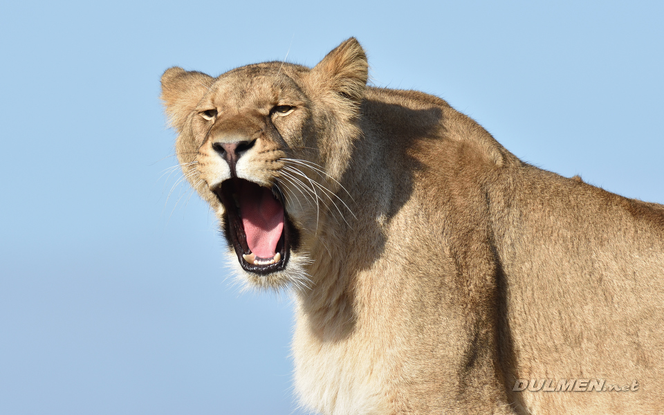 Lion (Panthera leo)